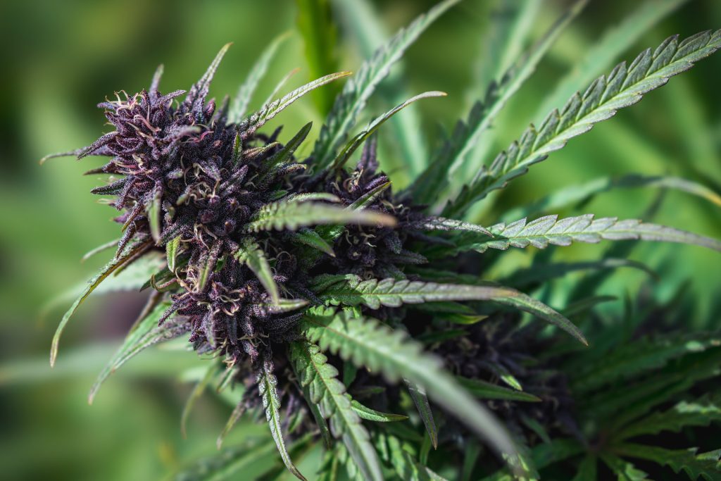 cannabis flower close up