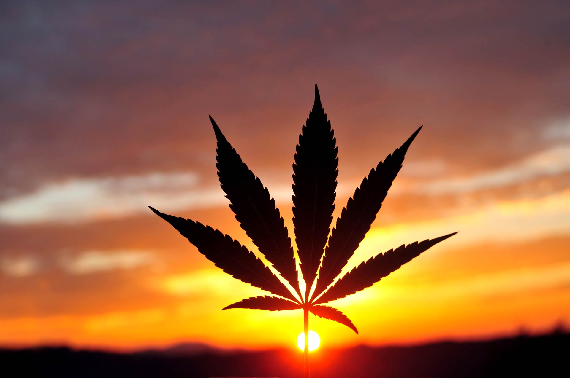 cannabis leaf with sunset in the background