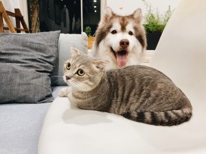 cat and husky sitting on a couch living in a loving home 