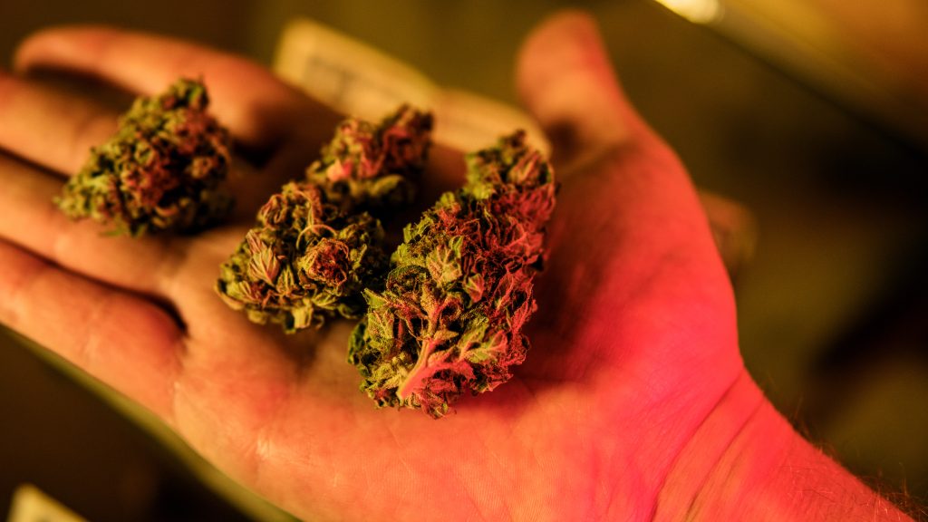person holding three different cannabis flowers in their
 hand