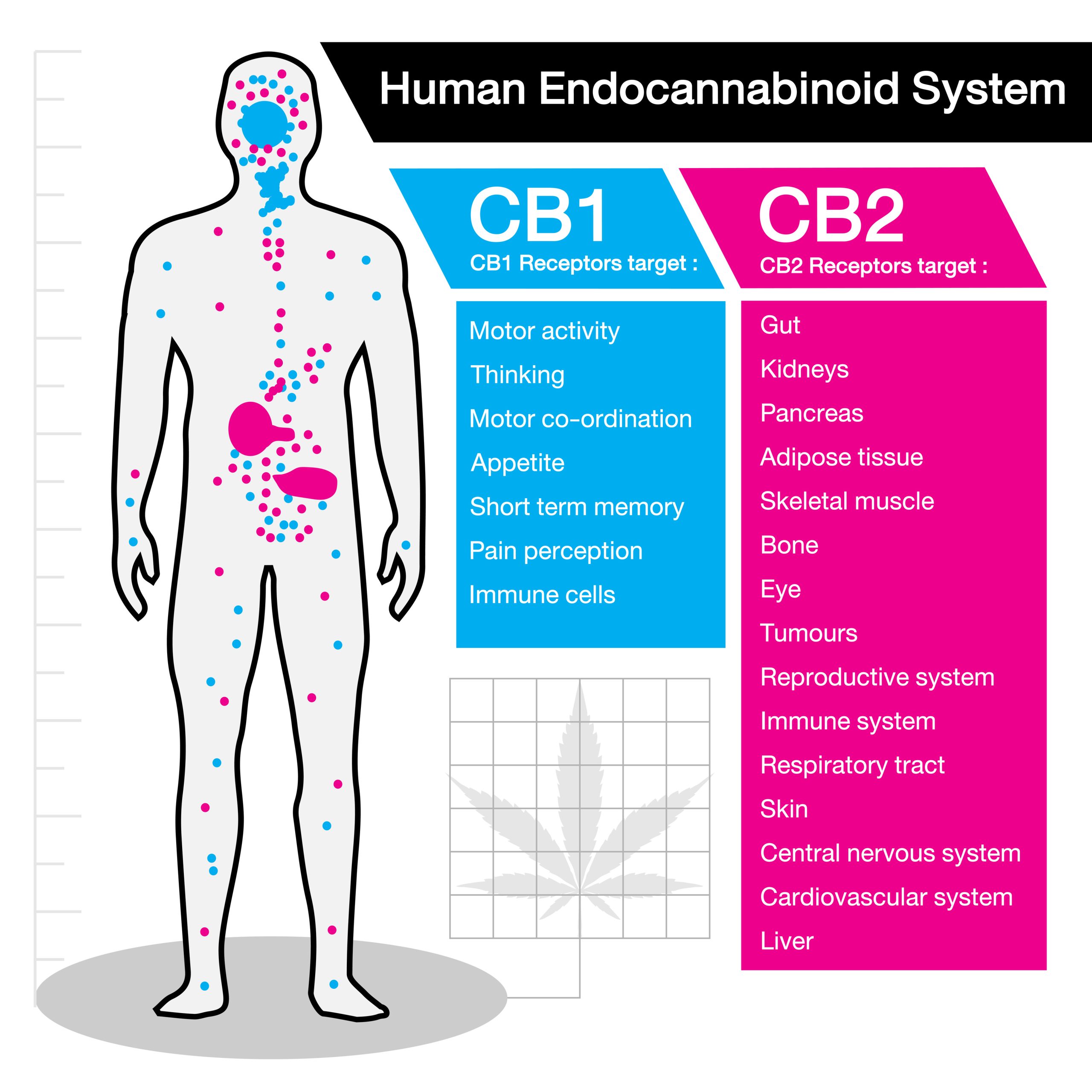 human endocannabinoid CB1 and CB2 Receptors target system active in human body.