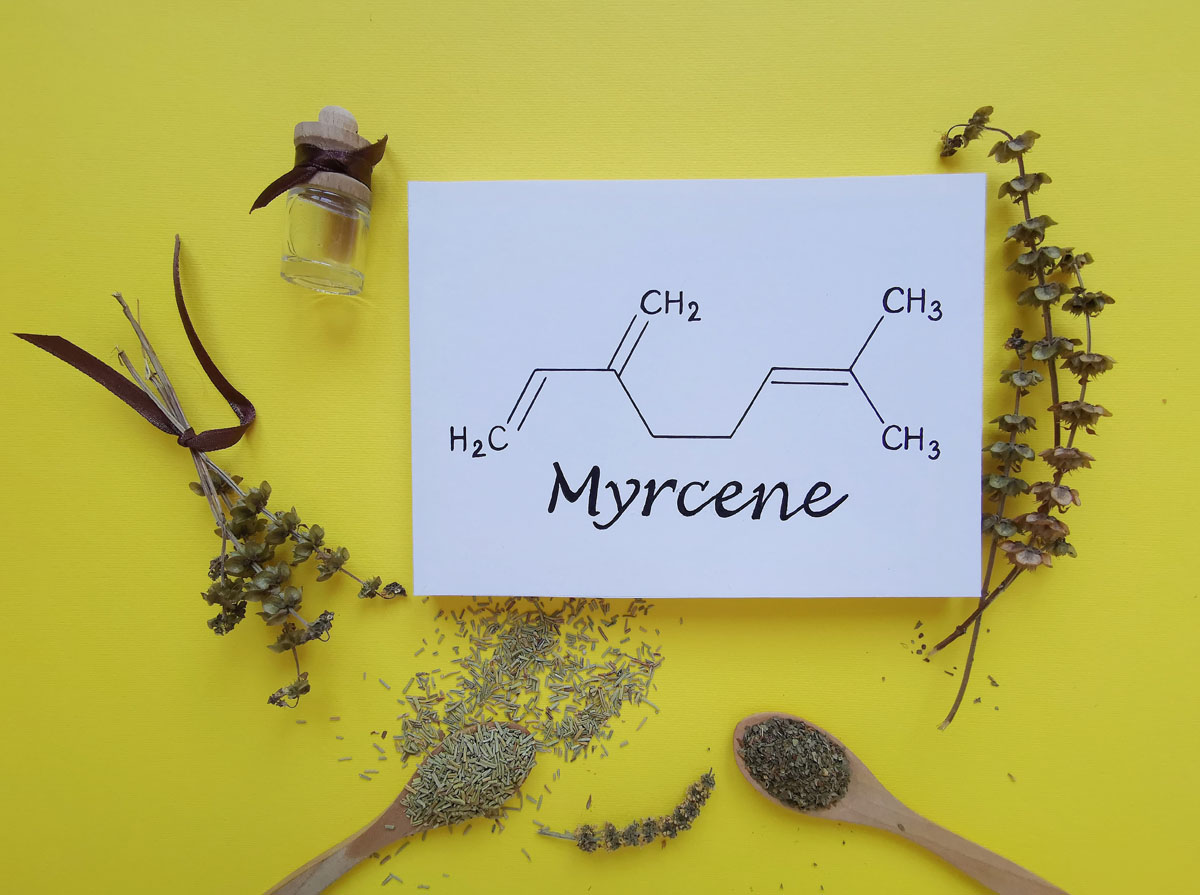 Myrcene ranks among the most common and most powerful terpenes in cannabis, delivering that deep, sedative effect.