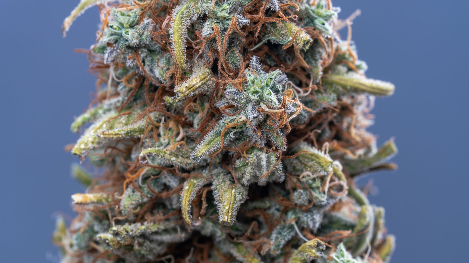 popular Michigan cannabis strains
