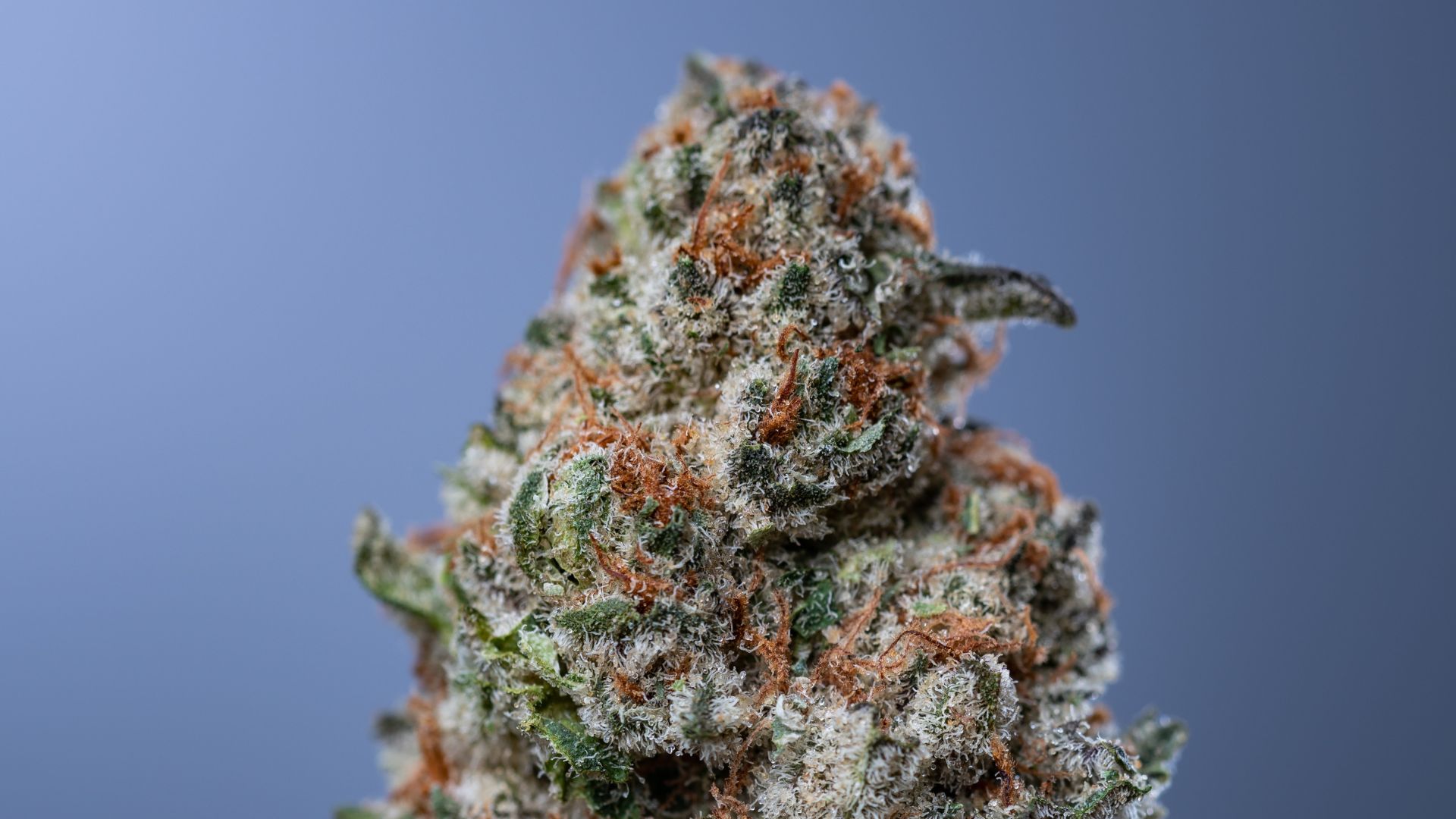 popular Michigan cannabis strains