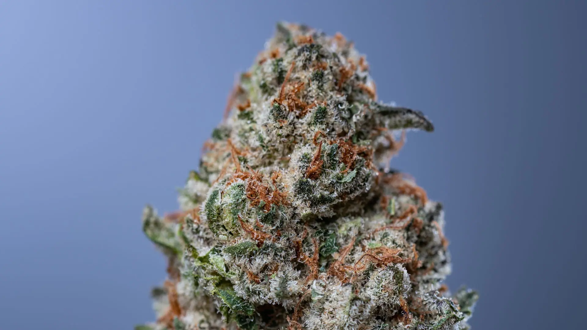 can you smoke rso in a vape What Is RSO A Complete Guide to Rick Simpson Oil main image 1